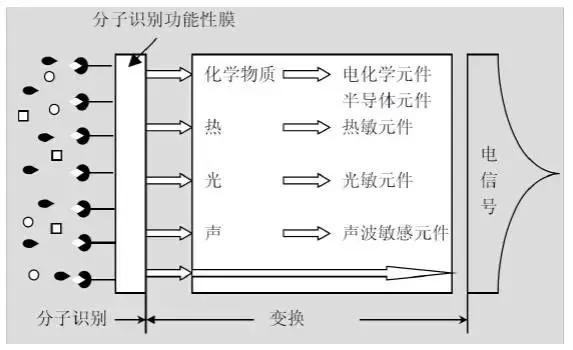 生物传感器主要由两大部分组成